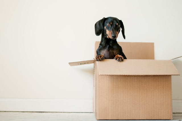 A dog in a moving house box