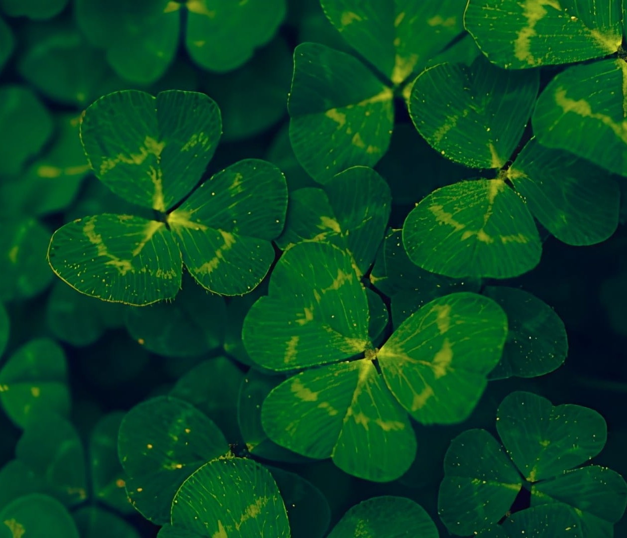A collection of four-leaf clovers