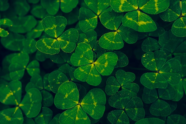 Four-leaf clovers